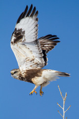Hawk taking flight from branch