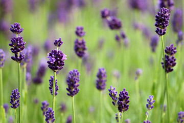 Naklejka premium Lavendel