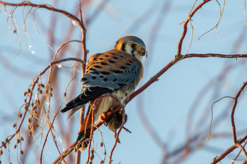 American Kestrel with mouse sitting in tree