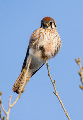 Kestrel perched on tree branch