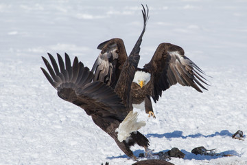 Bald Eagles fighting over fish carcasses
