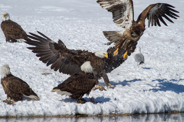 Bald Eagles playing on shoreline