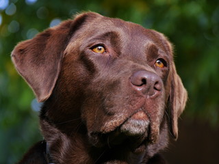 Kopf von braunem Labrador, Portrait