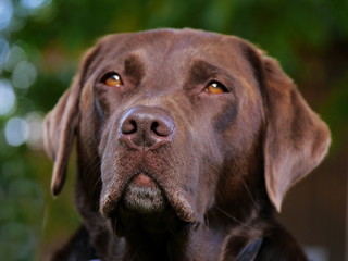 Kopf von braunem Labrador, Portrait