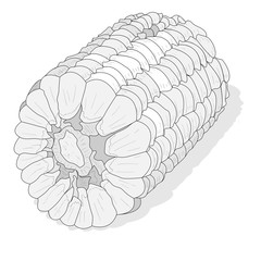 Corn on the cob kernels isolated