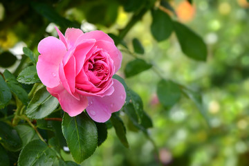 Blumen 697