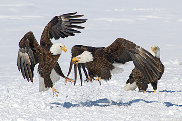 Bald Eagles playing in the snow