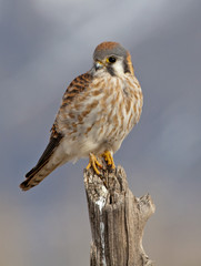 American Kestrel sitting on post