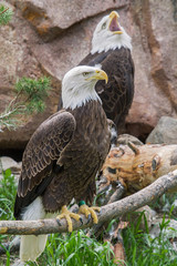 Bald Eagels perched