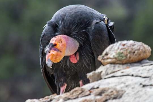 California Condor