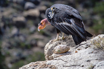 California Condor