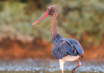 Black Stork