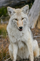 Coyote in the wild