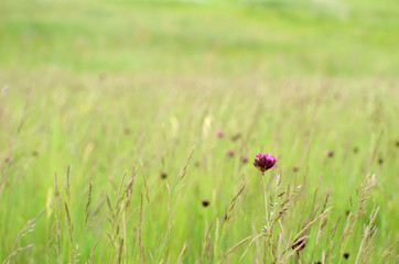 Purple wildflowers in a green meadow in springtime