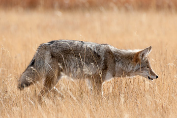 Coyote in the wild