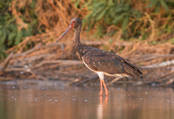 Black Stork