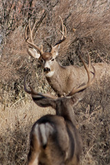 Mule deer in the wild