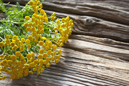 Rainfarn Bl&uuml;tenk&ouml;pfe - Tanacetum vulgare - auf altem Treibholz / Holz Brett, Hintergrund, Textfreiraum