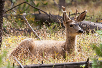 Obraz premium Mule deer in the wild