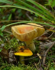 beautiful yellow russula growing in the forest