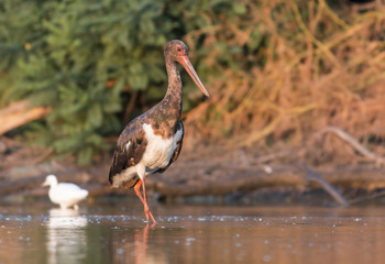 Black Stork