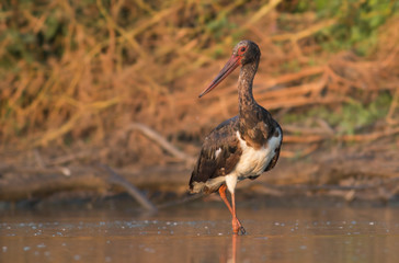 Black Stork