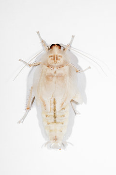 A close up of a Deaths head cockroach, deaths head cockroach. This cockroach has just changed and is Therefore white. Isolated on white background.