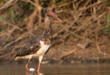 Black Stork
