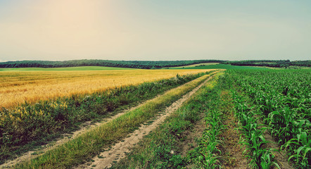 Fototapeta na wymiar sunny ground road in the rural field. summer rural landscape. a rich harvest concept.