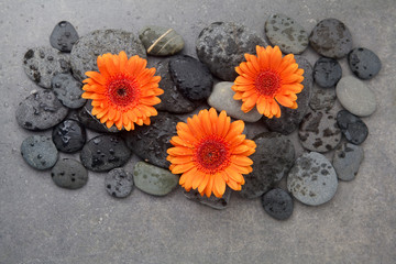 Orange gerbera with therapy stones on gray surface. Flat lay. Top view