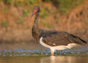 Black Stork