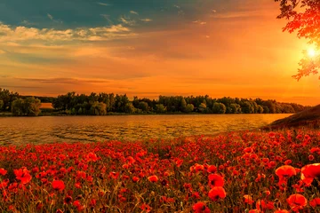 Abwaschbare Fototapete fantastic Poppy field at sunset. on the river. majestic pictures of nature © jenyateua