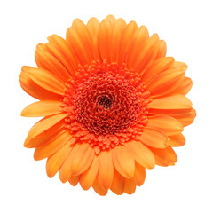 Orange gerbera daisy flower isolated on a white background