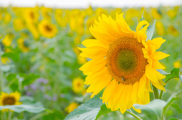 Fototapeta premium Sunflower close-up.