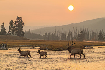 Elk in the wild