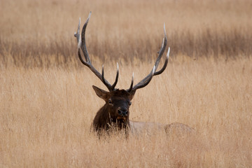 Obraz premium Elk in the wild