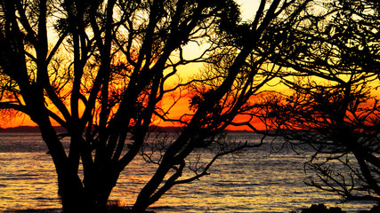 Ocean Sunset Behind Tree Silhouette