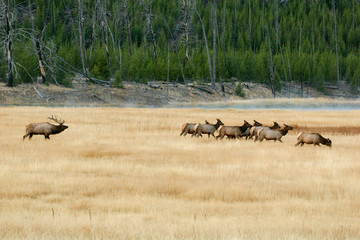 Elk in the wild