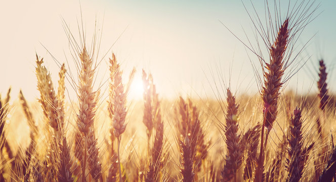 backdrop of ripening ears of golden wheat field on the sunset.