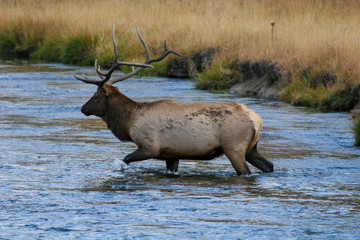 Elk in the wild