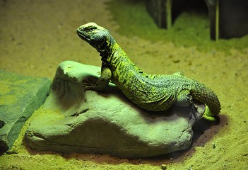 exotic animal - lizard