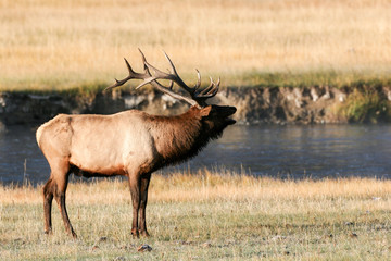 Elk in the wild