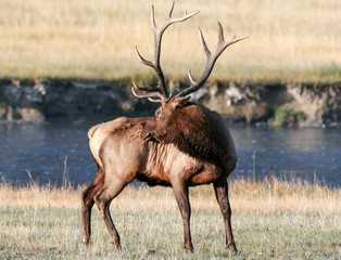 Elk in the wild