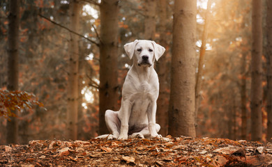 Weißer Labrador Hund sitzend im Wald
