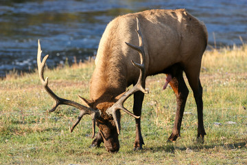 Elk in the wild