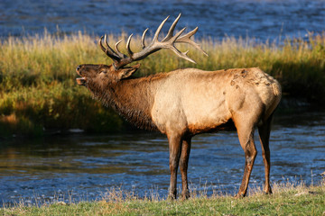 Elk in the wild
