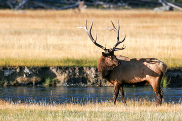 Elk in the wild