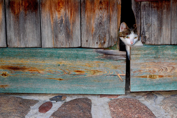 Kot i Stodoła © Wojciech Lisiński