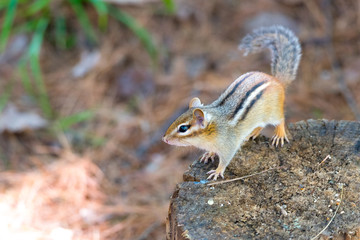 Eastern Chipmunk (tamias) sits atop a wood stump.  Small squirrel pauses to survey his summer sunny...
