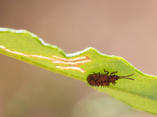 Hispa atra Linnaeus.
Beetle photographed in their natural environment.